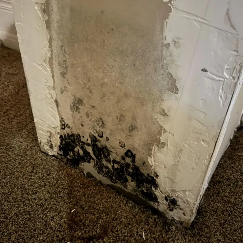 Professional Mold Removal in Summerville, SC